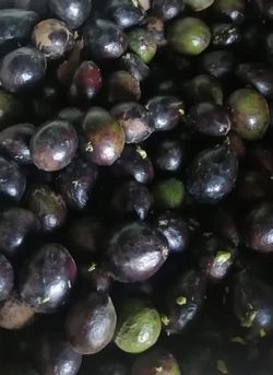 Semilla de Aguacate( Persea Americana Mil) Mexicola Caja de 500 Semillas Sale a 0,82€ la Unidad