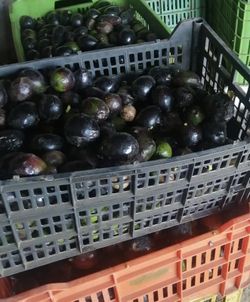 Semilla de Aguacate( Persea Americana Mil) Mexicola Caja de 500 Semillas Sale a 0,82€ la Unidad