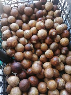 Semilla de Aguacate( Persea Americana Mil) Mexicola Caja de 500 Semillas Sale a 0,82€ la Unidad