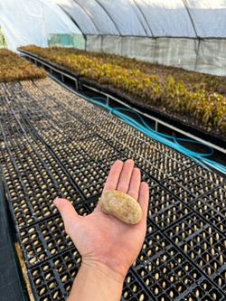 Semilla de Mango (Mangifera Indica) Gomera-3