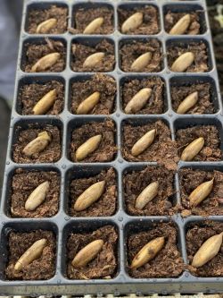 Semilla de Mango (Mangifera Indica) Gomera-3