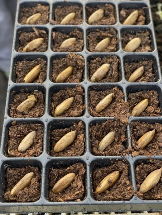 Semilla de Mango (Mangifera Indica) Gomera-3