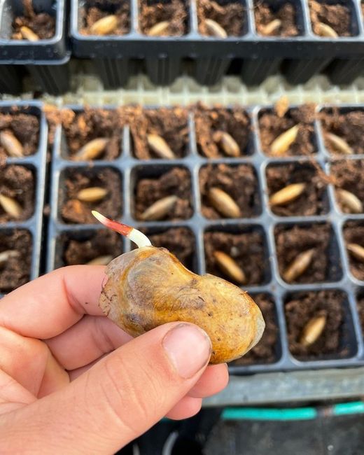 Semilla de Mango (Mangifera Indica) Gomera-3  Paquete  de 100 Semillas