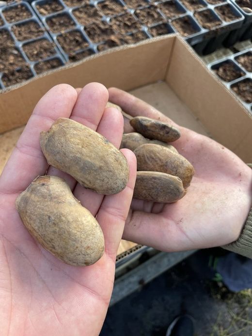 Semilla de Mango (Mangifera Indica) Gomera-3  Paquete  de 100 Semillas