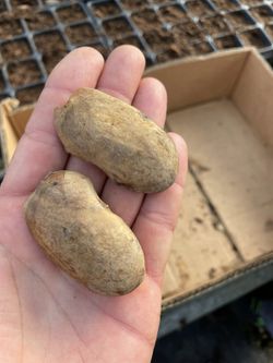 Semilla de Mango (Mangifera Indica) Gomera-3  Paquete  de 100 Semillas