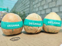 Semillas de Aguacate Degania – Variedad Productiva y Resistente (100 Semillas)