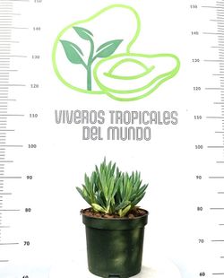 Senecio Serpens (Curio Repens) M-15