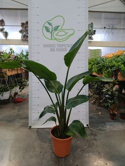 Strelitzia Augusta (Strelitzia Alba) M-20