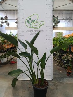 Strelitzia Reginae (Flor Ave del Paraíso) M-25