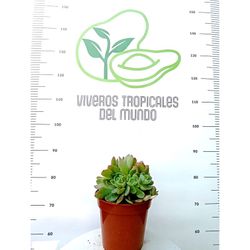 Suculenta Echeveria Bob Jolly