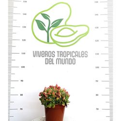 Suculenta Echeveria leullacresta M-14