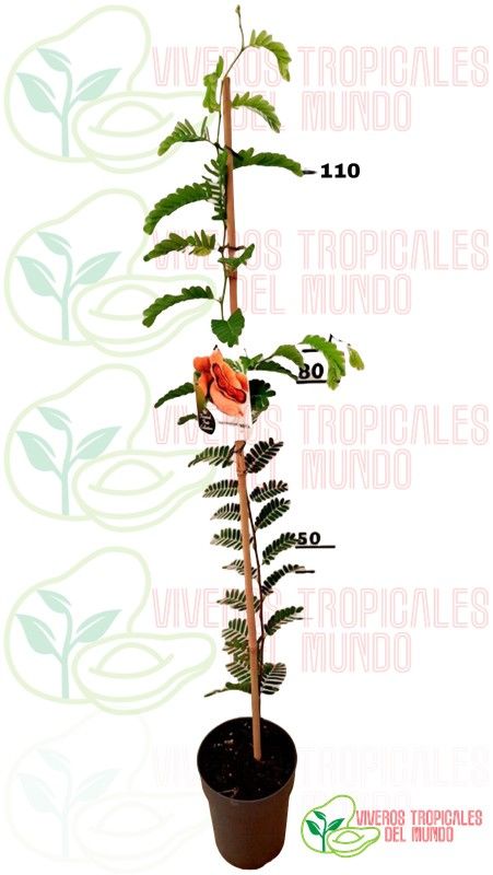 Tamarindo (Tamarindus indica) Planta de 2 años