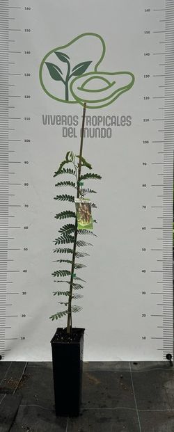 Tamarindus Indica (Tamarindo) Planta de 1 año