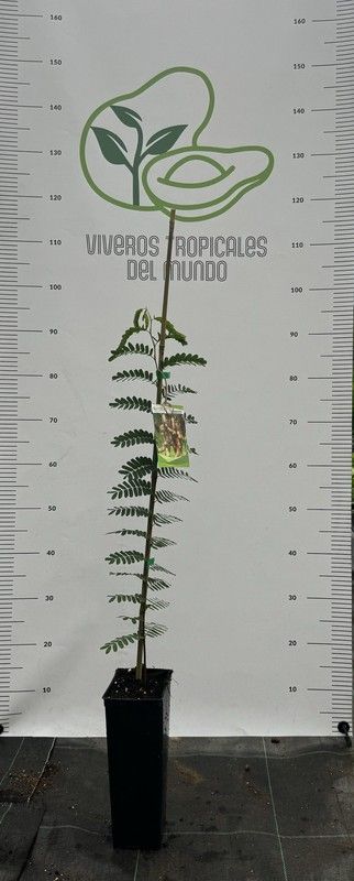 Tamarindus Indica (Tamarindo) Planta de 1 año