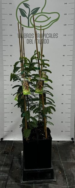 Tamarindus Indica (Tamarindo) Planta de 1 año