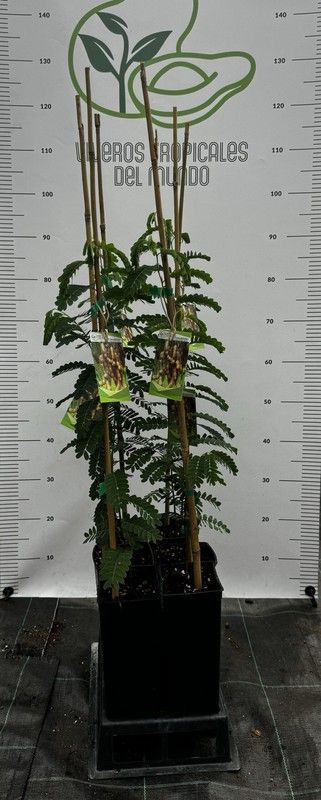 Tamarindus Indica (Tamarindo) Planta de 1 año