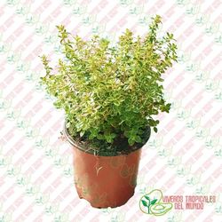 Tomillo Limón (Thymus Vulgaris)