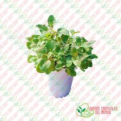 Valeriana (Valeriana officinalis)