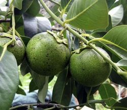 Zapote Negro (Diospyros digyna) / Planta de 1 año.